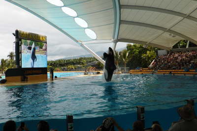 Wal Show
