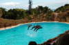 Delphin Show